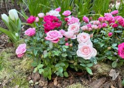 Fruehling In Der Goethe Galerie  Februar 2026 07